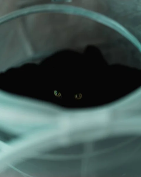 一只从下往上看的黑色可爱猫的选择性镜头 — 图库照片