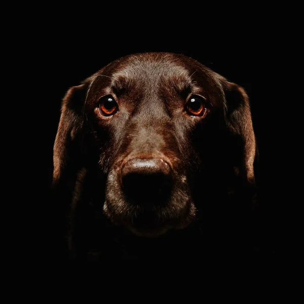 Kahverengi Bir Labrador Köpeği Kameraya Bakıyor — Stok fotoğraf