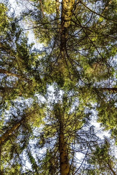 Вертикальный Низкоугольный Снимок Вечнозеленых Деревьев Фоне Неба Прекрасном Лесу — стоковое фото