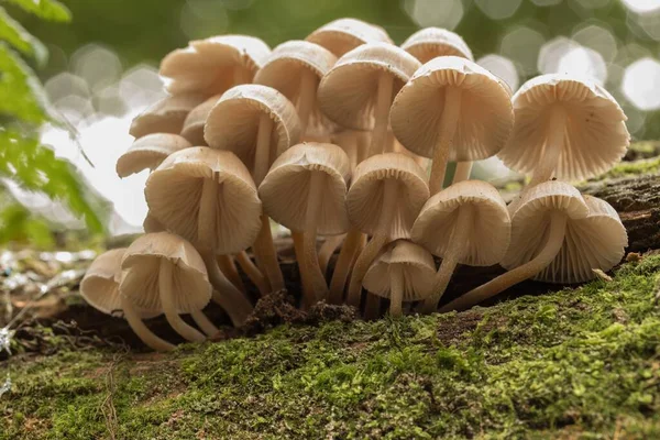 Eine Nahaufnahme Von Frisch Gezüchteten Pilzen Auf Einem Baum Wald — Stockfoto