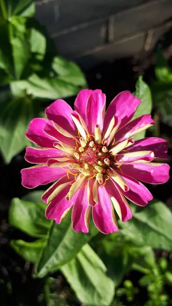 Eine Nahaufnahme Von Zinnia Blume Einem Garten — Stockfoto
