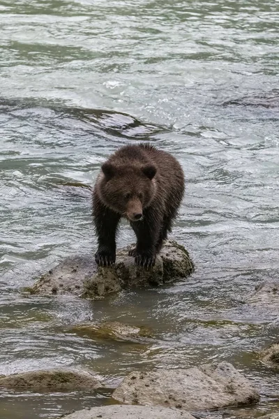 A vertical shot of a grizzly bear standing on a rock in the Alaska river