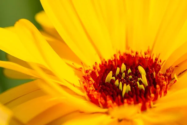 Eine Nahaufnahme Einer Gelben Ringelblume — Stockfoto
