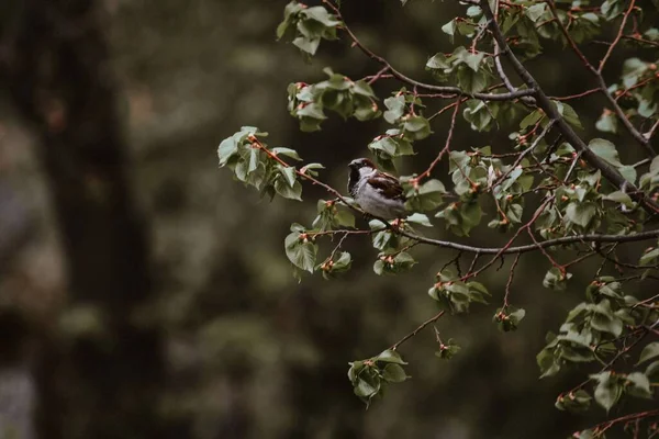 Горобчик Гілці Зеленого Дерева — стокове фото