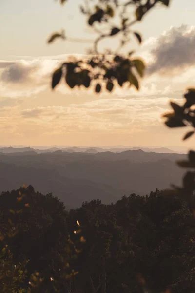 Piękny Pionowy Widok Jesiennych Drzew Lesie Podczas Wschodu Słońca — Zdjęcie stockowe