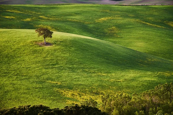 Een Luchtfoto Van Een Enkele Boom Prachtig Geel Groen Weiland — Stockfoto