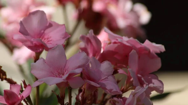 Zbliżenie Ujęcie Oleander Kwiaty Ogrodzie — Zdjęcie stockowe