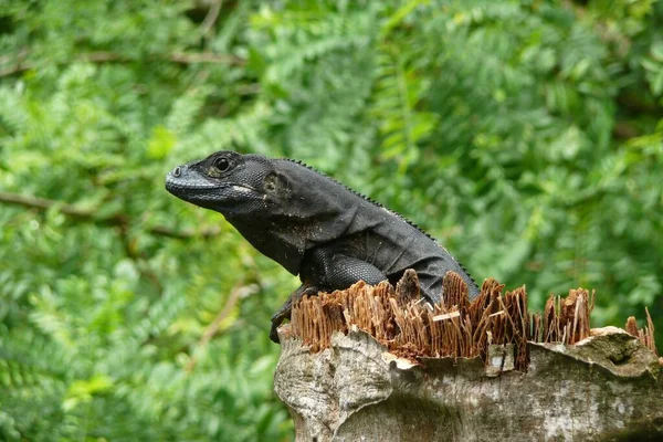 Tiro Seletivo Foco Uma Iguana Preta Uma Rocha Uma Floresta — Fotografia de Stock