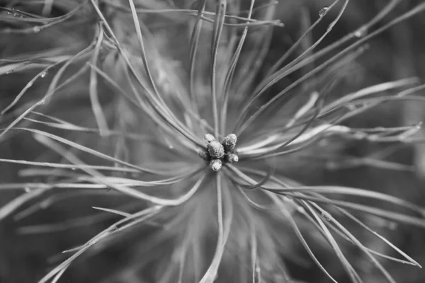 松の枝に若いコーンの灰色のショット — ストック写真