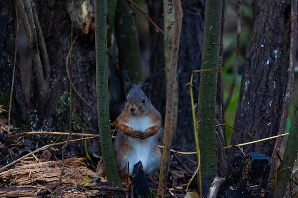Nahaufnahme Eines Entzückenden Eichhörnchens Wald — Stockfoto