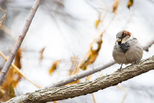 House Sparrow Sitter Gren Mot Suddig Bakgrund — Stockfoto