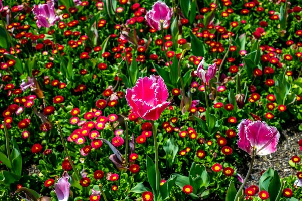 Φωτεινές Ροζ Τουλίπες Και Κόκκινες Μαργαρίτες Ανθίζουν Στον Κήπο — Φωτογραφία Αρχείου