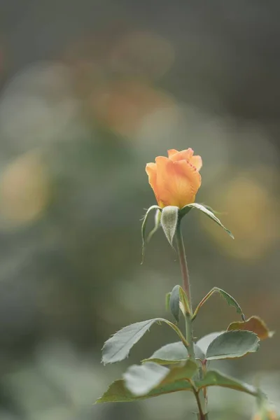 Ένα Κάθετο Πλάνο Του Όμορφου Πορτοκαλί Λουλουδιού Άνθιση Φόντο Θολό — Φωτογραφία Αρχείου