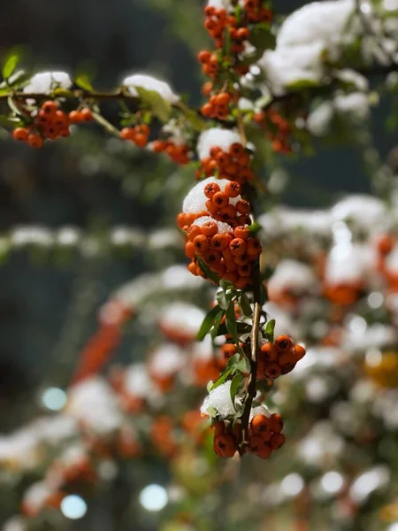 Zbliżenie Jagód Jesionu Górskiego Uprawianych Drzewie Częściowo Pokrytym Śniegiem Zimie — Zdjęcie stockowe
