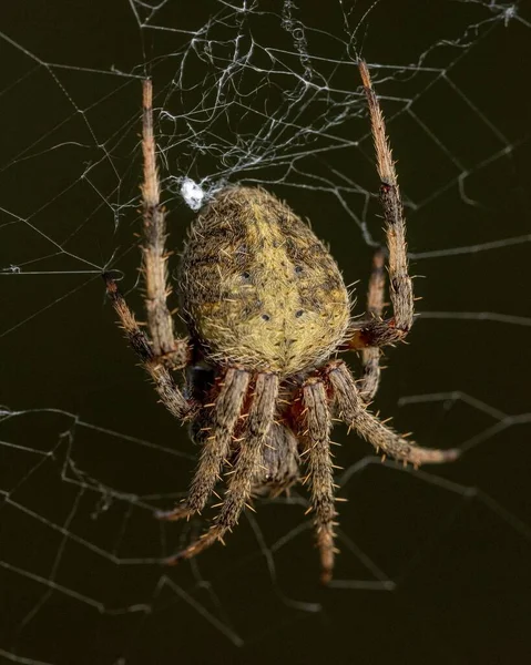 Orb Weaver Örümceği Içinde Yakın Plan — Stok fotoğraf