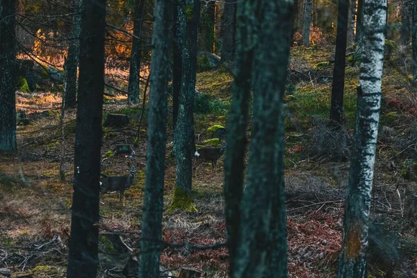 Вид Оленя Являється Позаду Стовбурів Стоять Дивляться Шведському Лісі — стокове фото