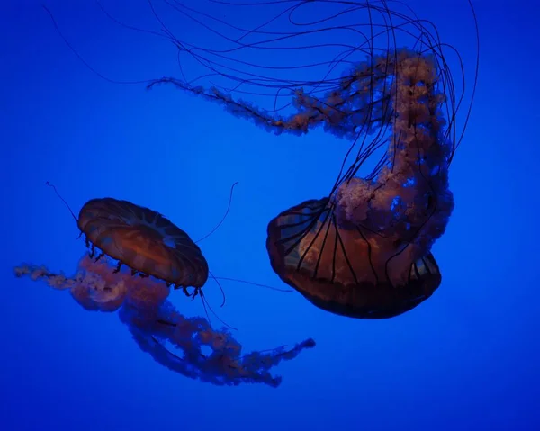 Krásný Detailní Pohled Medúzy Modrém Pozadí Vody — Stock fotografie