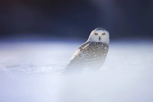 Selective Focus Horizontal Shot White Black Owl Field Full Snow — Stock Photo, Image