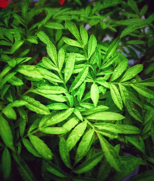 Vertikální Detailní Záběr Jasně Zelených Rostlin Zelenými Listy — Stock fotografie