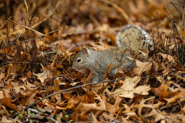 Nahaufnahme Eines Östlichen Grauhörnchens Getrockneten Blättern Einem Wald Mit Verschwommenem — Stockfoto