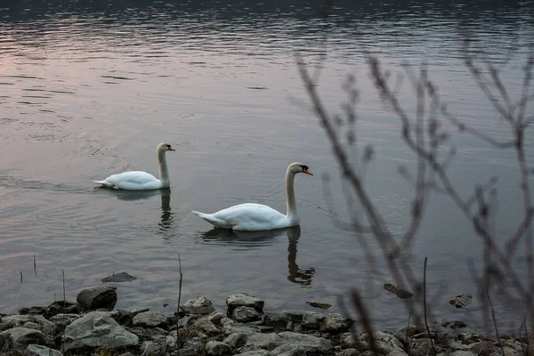 Два Белых Лебедя Плавают Воде Теплым Утром — стоковое фото