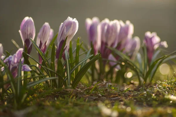 A selective focus shot of the saffron crocus growing in the garden on a sunny day with blur background