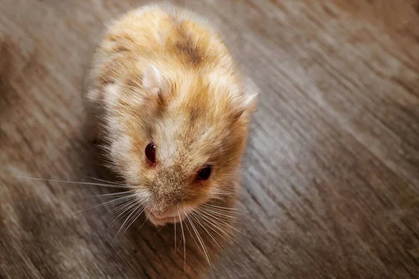 Gros Plan Hamster Russe Brun Blanc Sur Une Table Bois — Photo