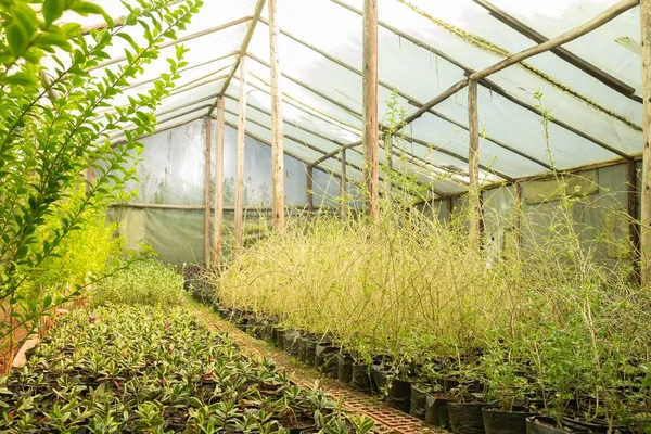 Las Plantas Que Crecen Invernadero — Foto de Stock
