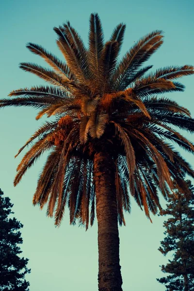 蓝天背景的棕榈树的垂直截图 — 图库照片
