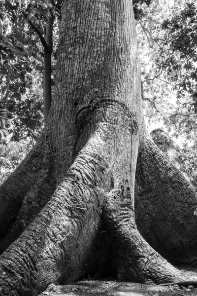 森の中に太い根を持つ巨大な木の垂直 グレースケール — ストック写真