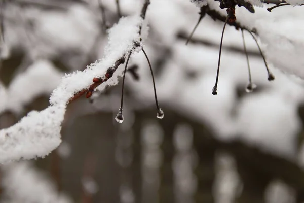 Крупный План Глазури Льда Замерзающего Дождя Ветки Заснеженного Дерева — стоковое фото