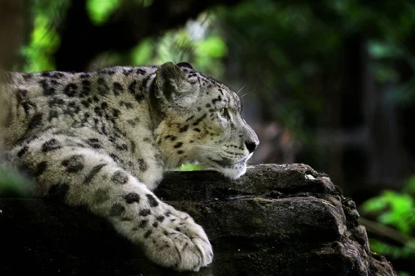 Selectivo Leopardo Nieve Panthera Uncia Descansando Sobre Tronco — Foto de Stock