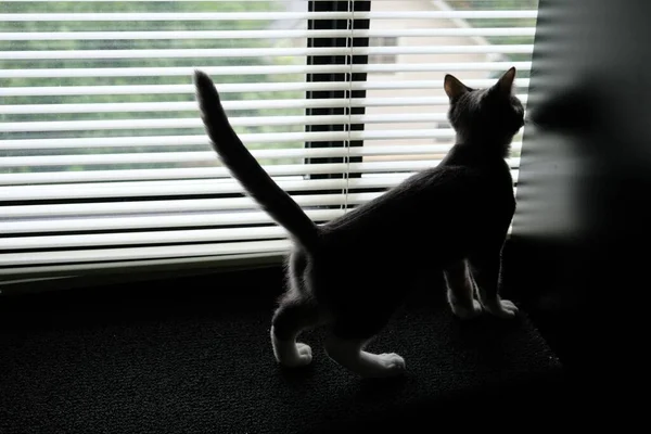 Een Kat Die Uit Een Raam Kijkt — Stockfoto