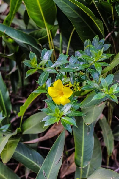 Trombeta Dourada Comum Floração Planta Jardim Com Fundo Borrão — Fotografia de Stock