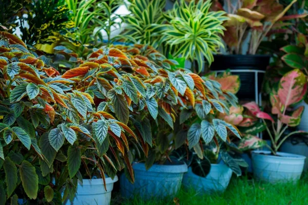 Primer Plano Begonia Aconitifolia Plantas Macetas — Foto de Stock