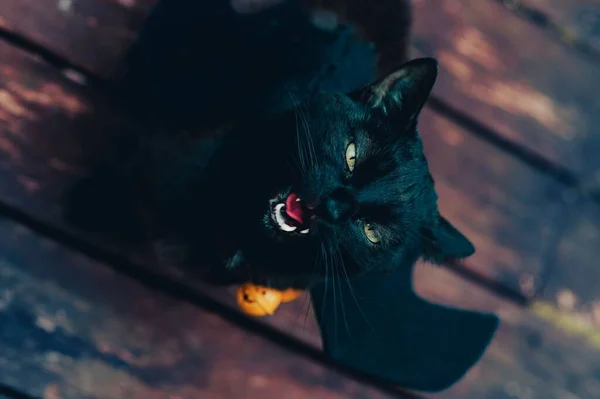 Czarny Kot Skrzydłami Nietoperza Warczy — Zdjęcie stockowe