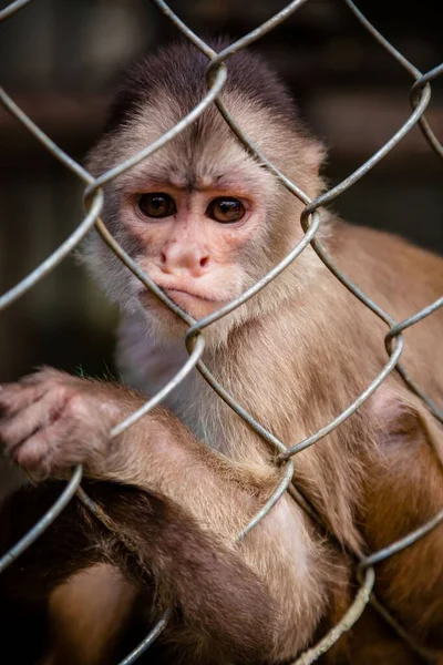 Pionowe Ujęcie Słodkiej Małpki Spoglądającej Ogrodzenie Zoo Rozmazanym Tle — Zdjęcie stockowe