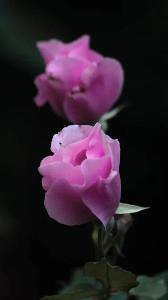 Closeup Pink Roses Blurred Background — Stock Photo, Image