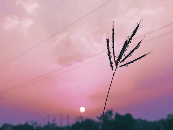 日没時にピンク色の曇りの空に対してフィールド内の植物の閉鎖 — ストック写真