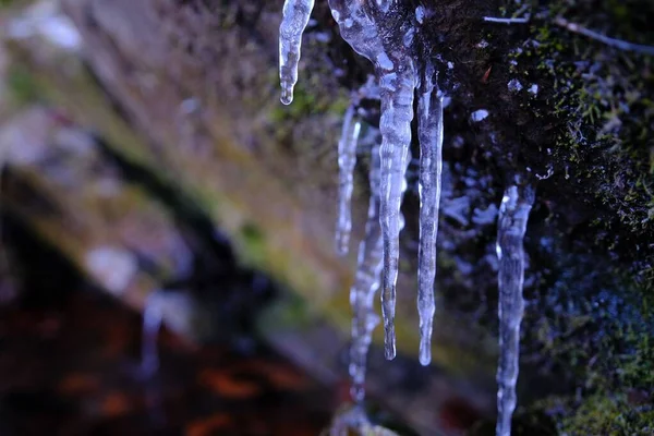 Eine Nahaufnahme Von Vielen Transparenten Eiszapfen Bemoosten Bäumen — Stockfoto