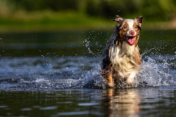 Bedårande Lekfull Hund Som Simmar Sjö Parken — Stockfoto