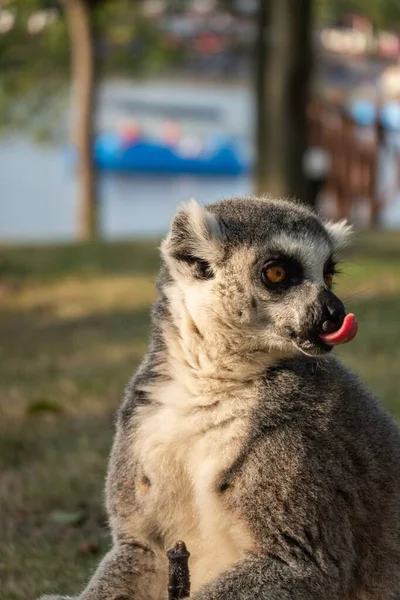 Bulanık Arkaplanda Izole Edilmiş Halka Kuyruklu Bir Lemur — Stok fotoğraf
