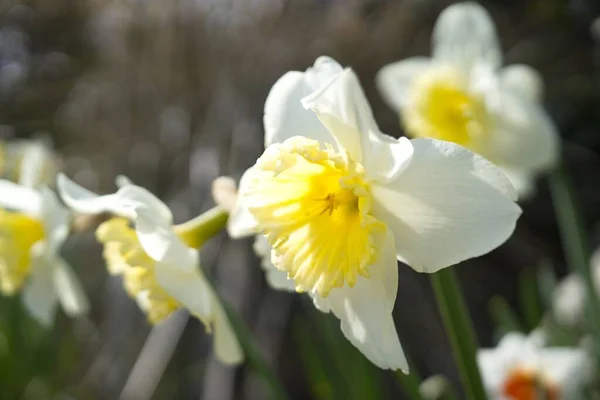 Beautiful View Daffodil Garden — Stock Photo, Image