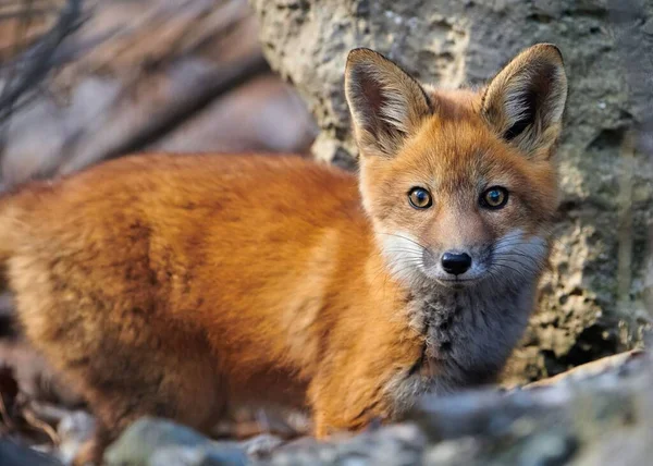 Nahaufnahme Eines Kleinen Kit Fuchses Vulpes Macrotis Einem Wald — Stockfoto
