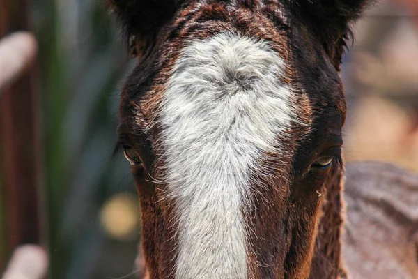 Closeup Brown White Horse — Stock Photo, Image
