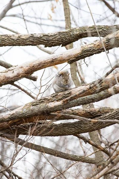 Svislý Záběr Veverky Sedící Větvi Rozmazaném Pozadí — Stock fotografie