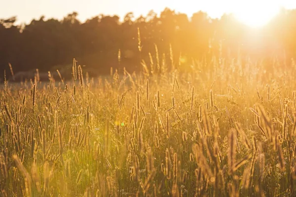 Malebný Pohled Pšeničné Pole Okouzlujícím Slunečném Dni — Stock fotografie
