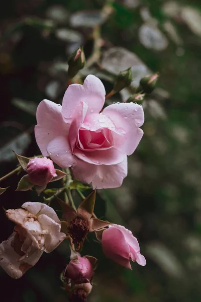 灌木上的一朵粉红色玫瑰的垂直拍 — 图库照片