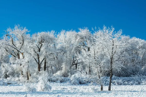 一个冬日的风景 白雪覆盖的田野 有美丽的冰冻的树木 — 图库照片
