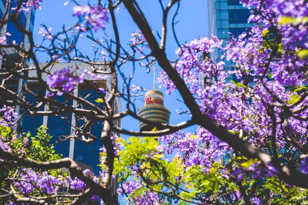 Centrul Sau Turnul Westfield Ridică Între Florile Jacaranda Din Sydney — Fotografie, imagine de stoc
